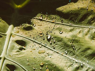 Macro shot of a clear water drop on a leaf.