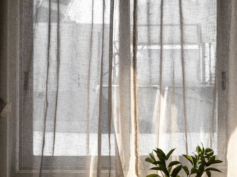 Serene morning workspace with plants and soft sunlight.